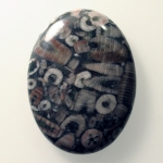 Fossil Crinoid Jasper Cabochons