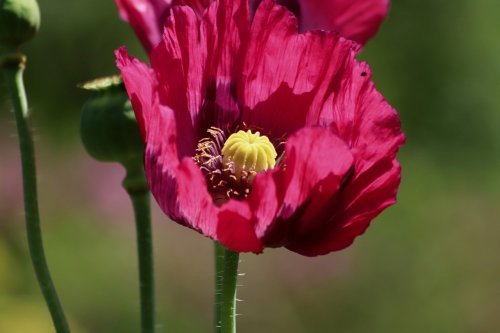 Color Inspiration - Red Poppy