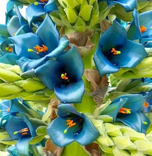 Color Inspiration - Blue Puya Double Drop Earrings