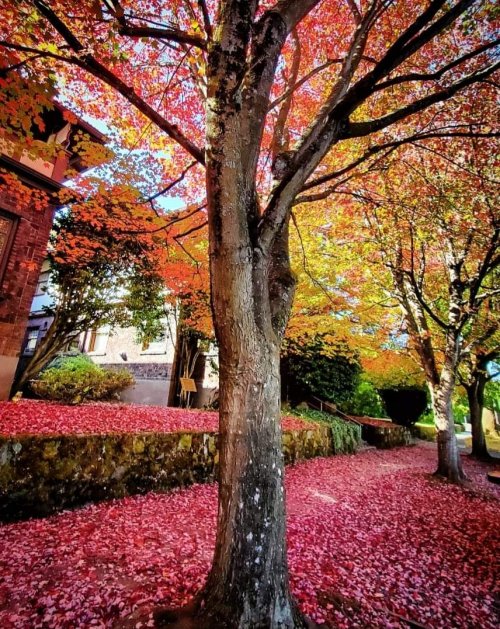 Color Inspiration - Rainbow Autumn Trees