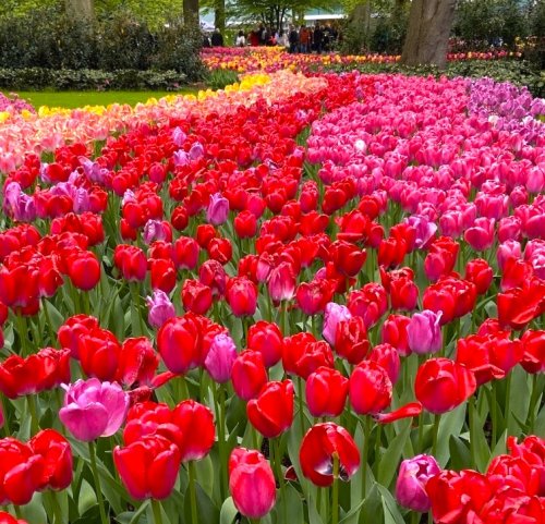 Color Inspiration - Blazing Tulips