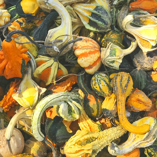 Color Inspiration- Gorgeous Gourds
