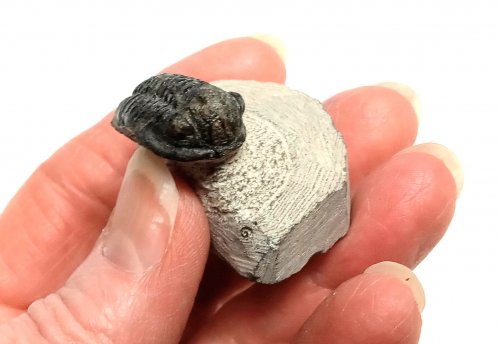 Judy Larson's Conversation Starters - , Inspiration, , dinosaur bone cabochon