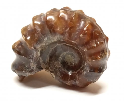 Judy Larson's Conversation Starters - , Inspiration, , collecting fossils