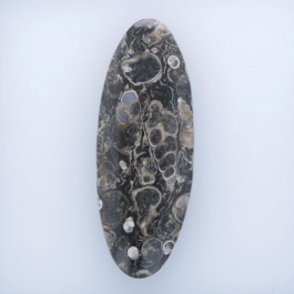 55x21mm Turritella