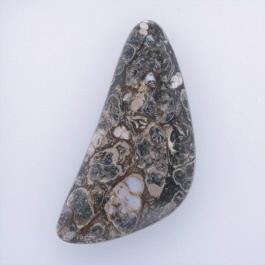 49x23mm Turritella