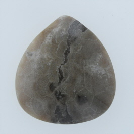 35x32mm Petoskey Stone Fossil