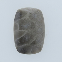 31x21mm Petoskey Stone Fossil