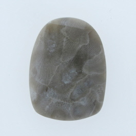 32x24mm Petoskey Stone Fossil