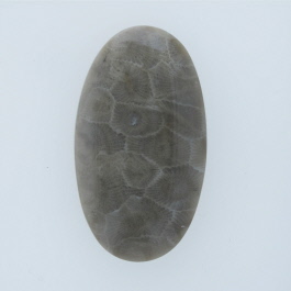 45x25mm Petoskey Stone Fossil