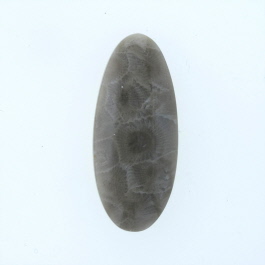40x17mm Petoskey Stone Fossil