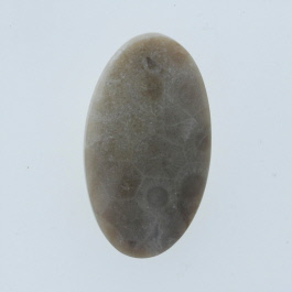 32x18mm Petoskey Stone Fossil