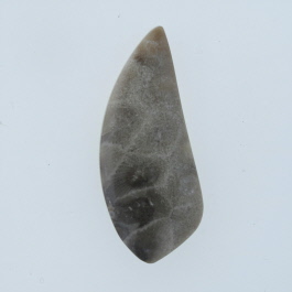 43x18mm Petoskey Stone Fossil