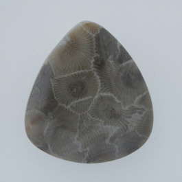 34x30mm Petoskey Stone Fossil