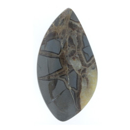 51x28mm Septarian