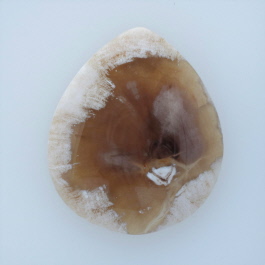 41x35mm Petrified Wood