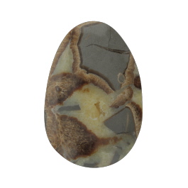 46x31mm Septarian