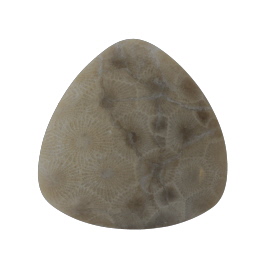 39x39mm Petoskey Stone Fossil