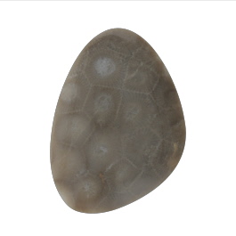 50x35mm Petoskey Stone Fossil