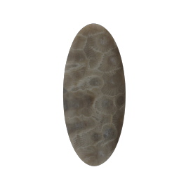 51x22mm Petoskey Stone Fossil