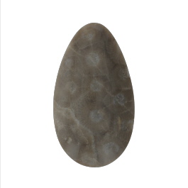 48x27mm Petoskey Stone Fossil