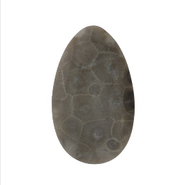 47x28mm Petoskey Stone Fossil