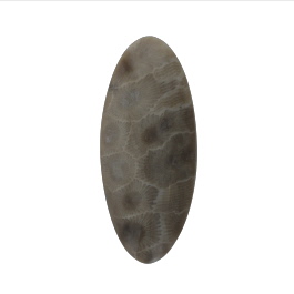 49x21mm Petoskey Stone Fossil