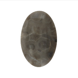 46x30mm Petoskey Stone Fossil