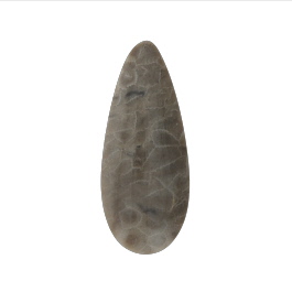 46x19mm Petoskey Stone Fossil