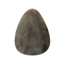 41x31mm Petoskey Stone Fossil