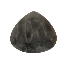 39x35mm Petoskey Stone Fossil