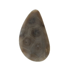 37x21mm Petoskey Stone Fossil