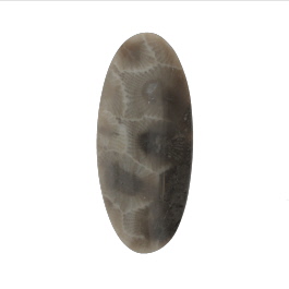 37x16mm Petoskey Stone Fossil
