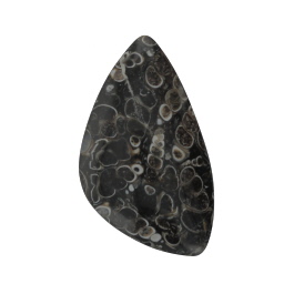 44x25mm Turritella