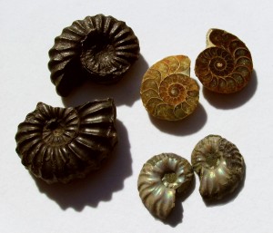 Ammonite Specimens