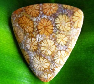 Rare Floral Fossil Coral Colors