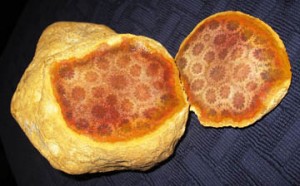 Fossil Coral Agate from South Sumatra, Indonesia