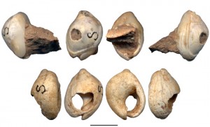 The two perforated shell beads found in what is now Israel, shown at different angles.